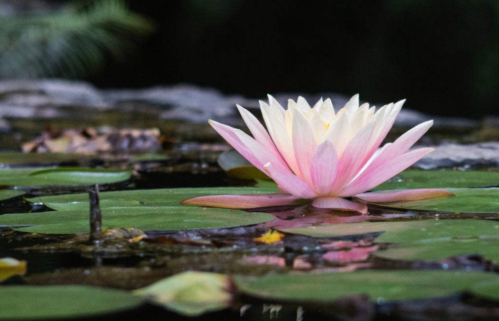 Conscious Resilience of the lotus blossom